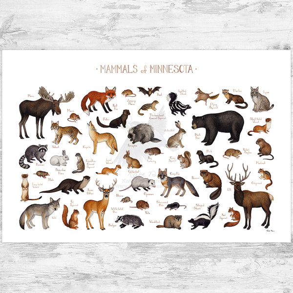 Minnesota Mammals Field Guide Art Print