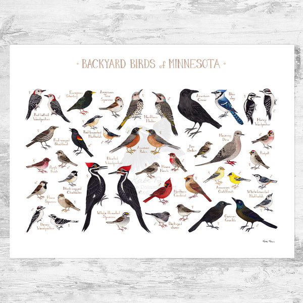 Minnesota Backyard Birds Field Guide Art Print