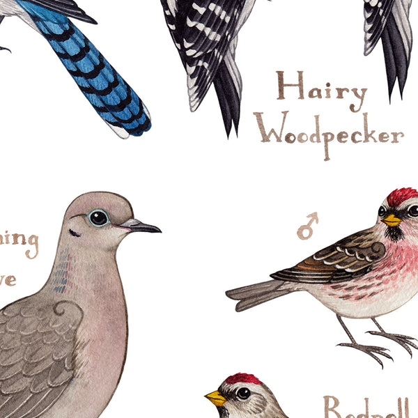 Minnesota Backyard Birds Field Guide Art Print
