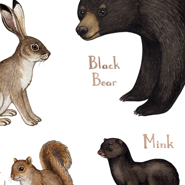 Minnesota Mammals Field Guide Art Print