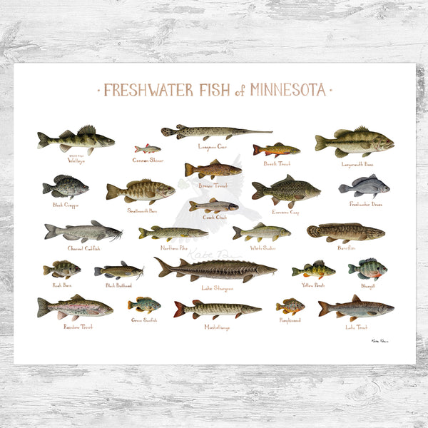 Minnesota Freshwater Fish Field Guide Art Print