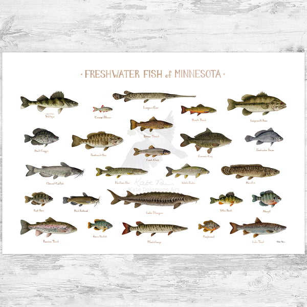 Minnesota Freshwater Fish Field Guide Art Print