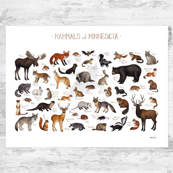 Minnesota Mammals Field Guide Art Print