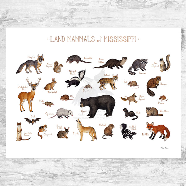 Mississippi Land Mammals Field Guide Art Print