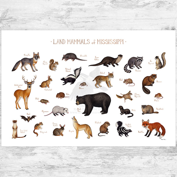 Mississippi Land Mammals Field Guide Art Print