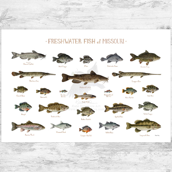 Missouri Freshwater Fish Field Guide Art Print