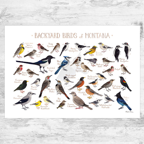 Montana Backyard Birds Field Guide Art Print