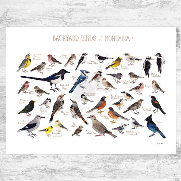 Montana Backyard Birds Field Guide Art Print