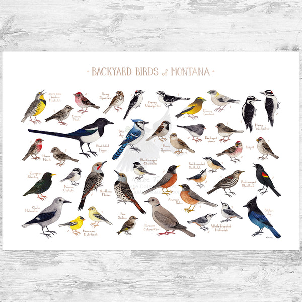 Montana Backyard Birds Field Guide Art Print