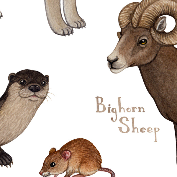 Montana Mammals Field Guide Art Print