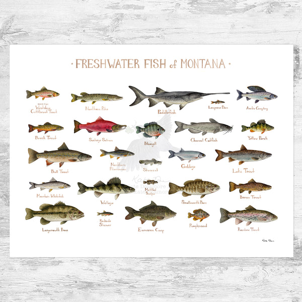 Montana Freshwater Fish Field Guide Art Print