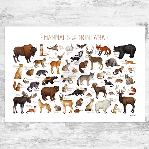 Montana Mammals Field Guide Art Print