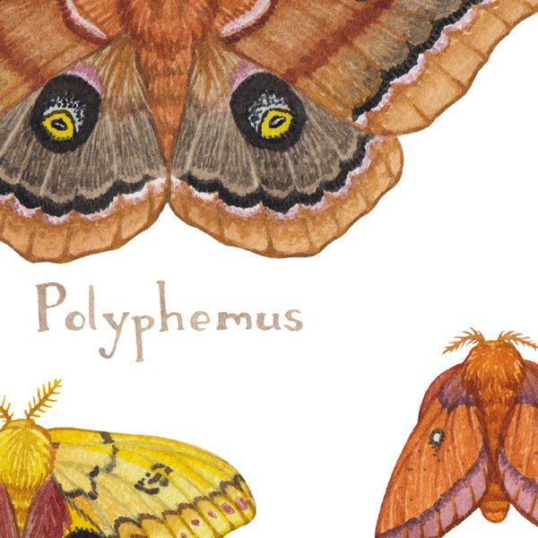 Moths Art Print