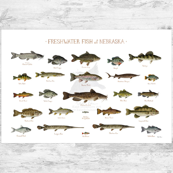 Nebraska Freshwater Fish Field Guide Art Print