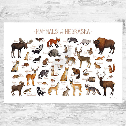 Nebraska Mammals Field Guide Art Print