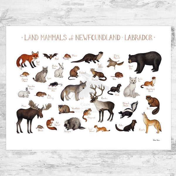 Newfoundland & Labrador Land Mammals Field Guide Art Print
