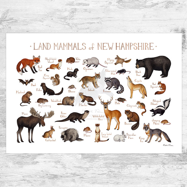 New Hampshire Land Mammals Field Guide Art Print