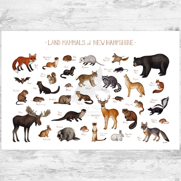 New Hampshire Land Mammals Field Guide Art Print