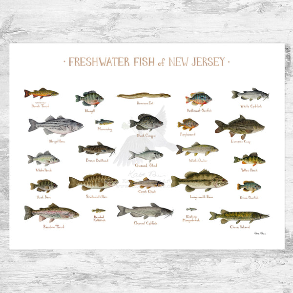 New Jersey Freshwater Fish Field Guide Art Print