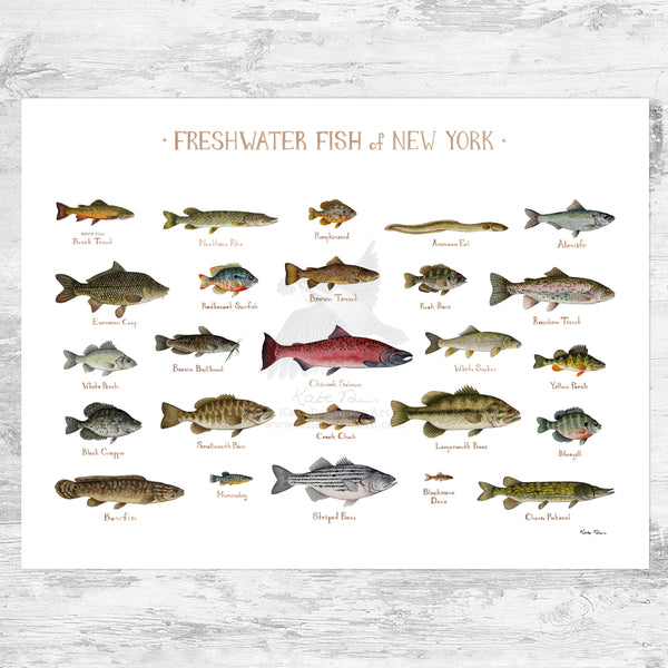 New York Freshwater Fish Field Guide Art Print