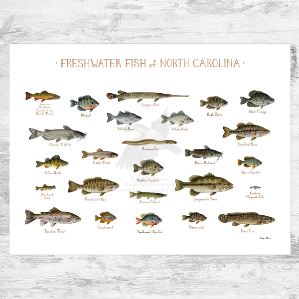 North Carolina Freshwater Fish Field Guide Art Print