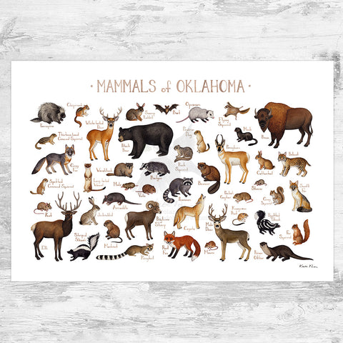 Oklahoma Mammals Field Guide Art Print