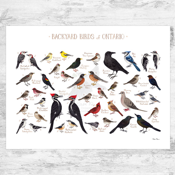 Ontario Backyard Birds Field Guide Art Print