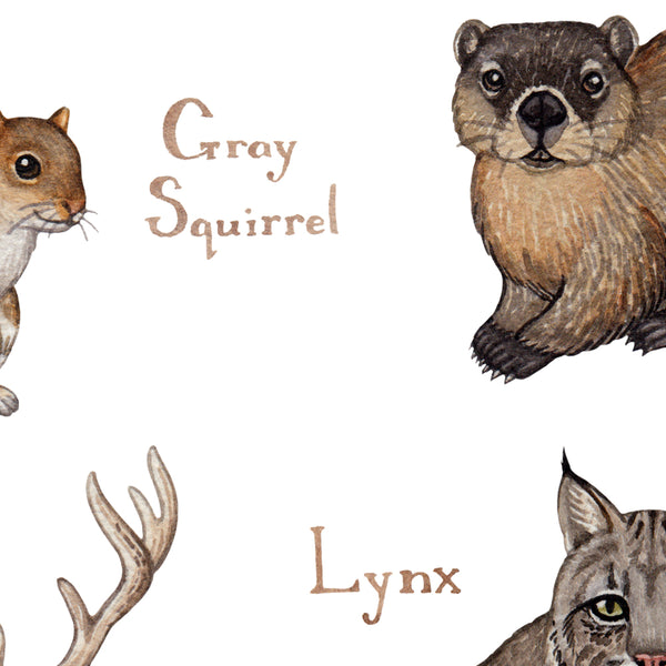 Ontario Land Mammals Field Guide Art Print