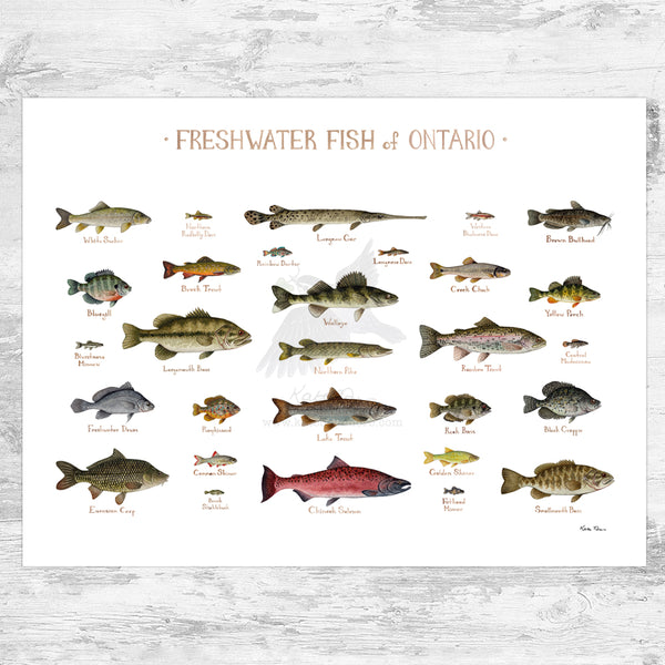 Ontario Freshwater Fish Field Guide Art Print