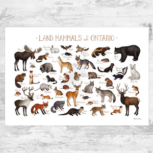Ontario Land Mammals Field Guide Art Print
