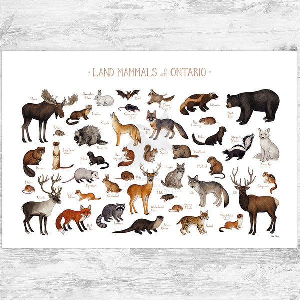 Ontario Land Mammals Field Guide Art Print