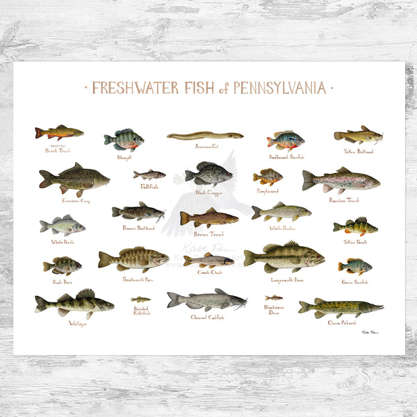 Pennsylvania Freshwater Fish Field Guide Art Print