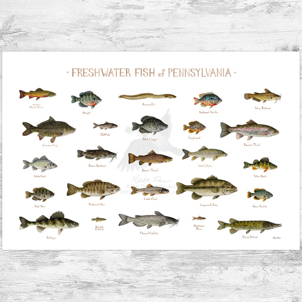 Pennsylvania Freshwater Fish Field Guide Art Print