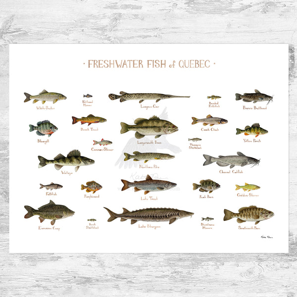 Quebec Freshwater Fish Field Guide Art Print