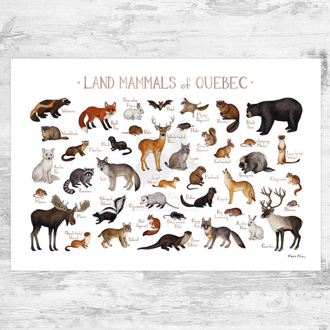 Quebec Land Mammals Field Guide Art Print