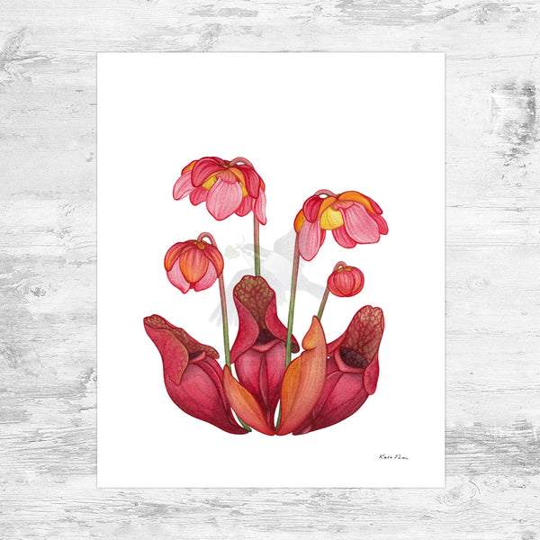 Burk's Southern Pitcher Plant Art Print – Kate Dolamore Art