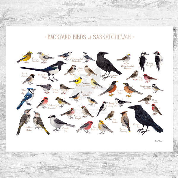 Saskatchewan Backyard Birds Field Guide Art Print