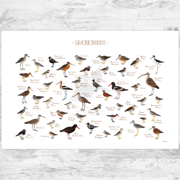 Shorebirds of North America Field Guide Art Print