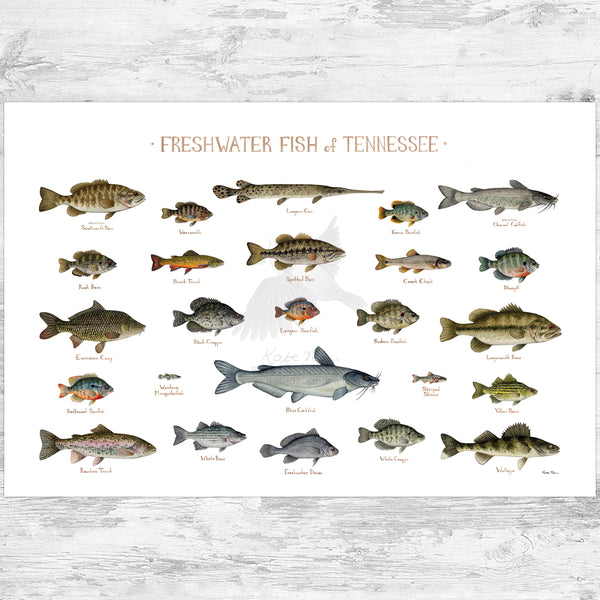 Tennessee Freshwater Fish Field Guide Art Print