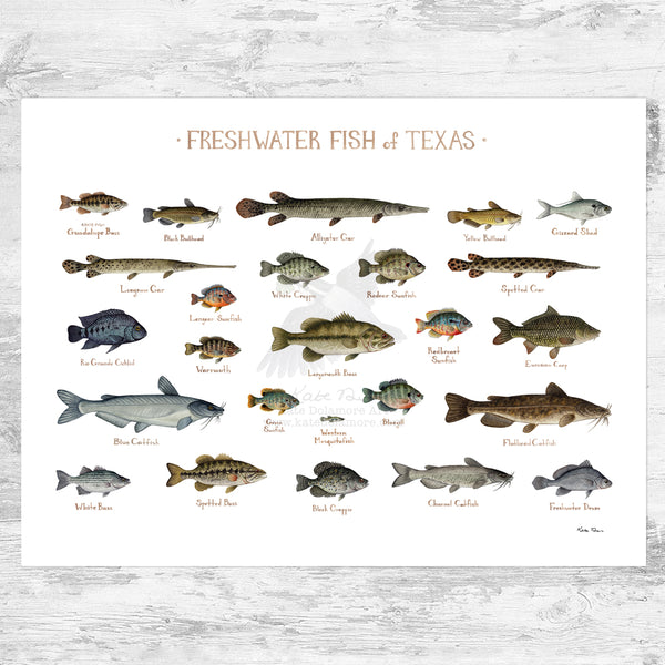 Texas Freshwater Fish Field Guide Art Print