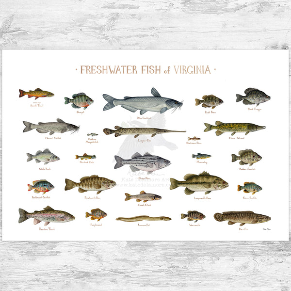 Virginia Freshwater Fish Field Guide Art Print Kate Dolamore Art
