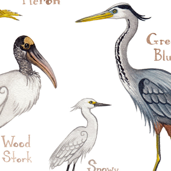 Wading Birds Field Guide Art Print