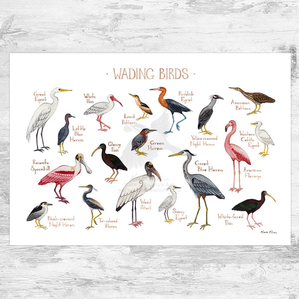 Wading Birds Field Guide Art Print
