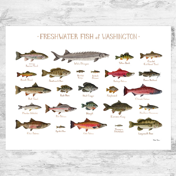 Washington Freshwater Fish Field Guide Art Print