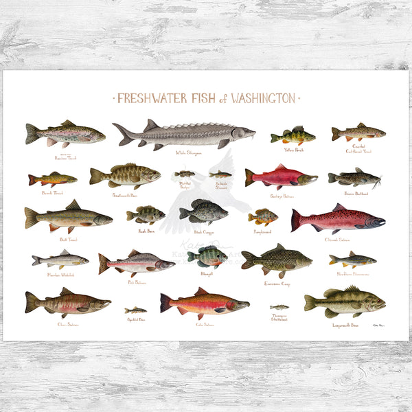 Washington Freshwater Fish Field Guide Art Print