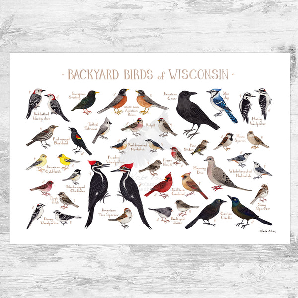 Wisconsin Backyard Birds Field Guide Art Print