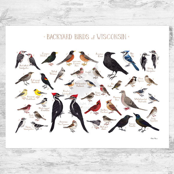Wisconsin Backyard Birds Field Guide Art Print