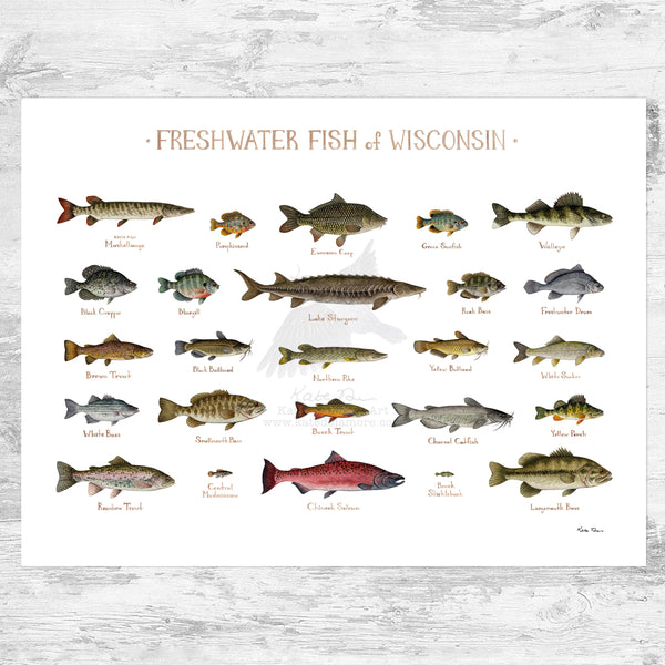 Wisconsin Freshwater Fish Field Guide Art Print