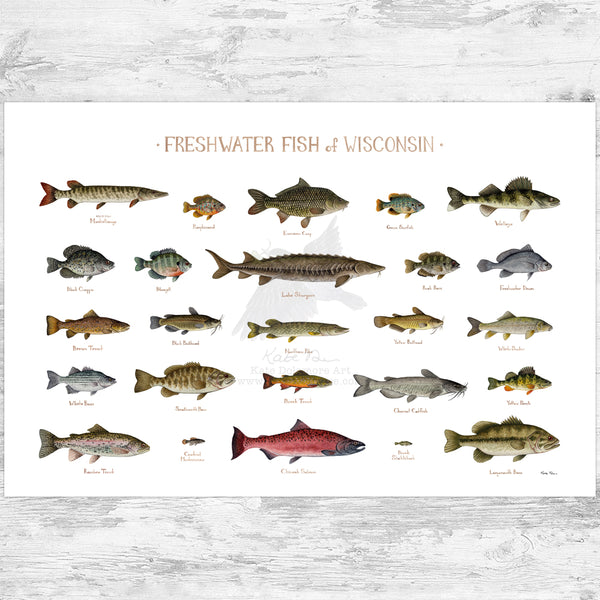 Wisconsin Freshwater Fish Field Guide Art Print