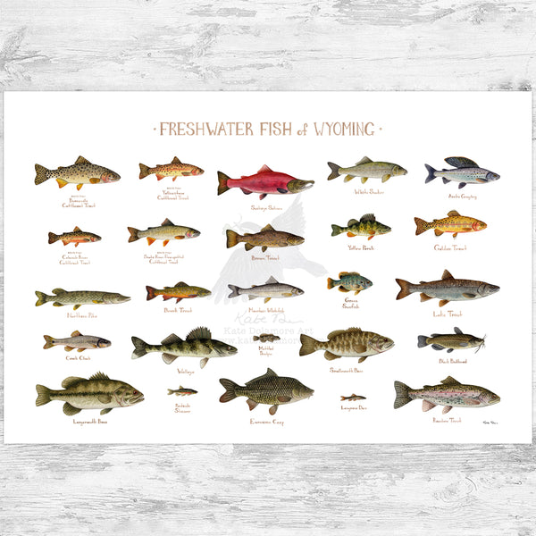 Wyoming Freshwater Fish Field Guide Art Print